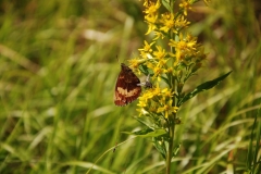 20090815_Bialskie_04