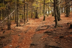 20121014_Kalenica_05