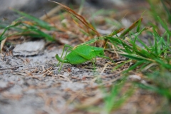 20150722_Diablak_39