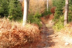 20151114_Kalenica_05