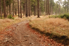 20151114_Kalenica_06
