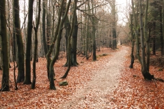 20151114_Kalenica_10
