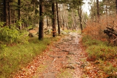 20151114_Kalenica_13