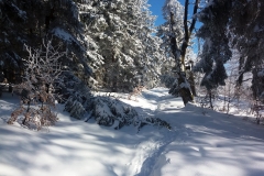20190205_Mala_Sowa_11