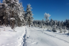 20190205_Mala_Sowa_15