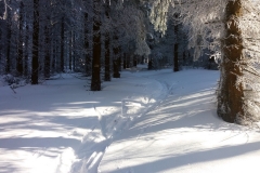 20190205_Mala_Sowa_2