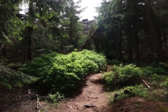 20190615_Szrenica_3