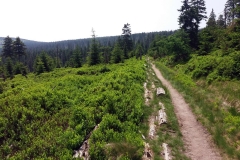 20190615_Szrenica_6