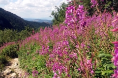 20190809_Czerwone_Wierchy_27