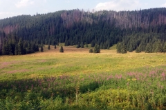 20190812_Krzyzne_36